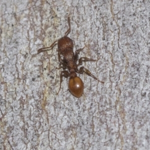 Podomyrma adelaidae at Higgins Woodland - 23 Dec 2022