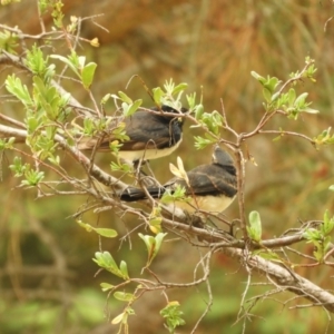 Rhipidura leucophrys at Murrumbateman, NSW - 20 Nov 2023