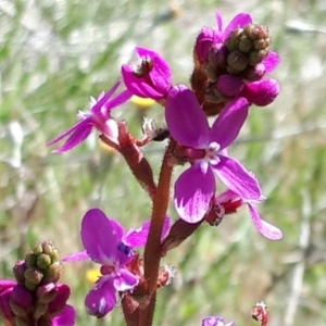 Stylidium graminifolium at Yaouk, NSW - 19 Nov 2023