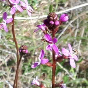 Stylidium graminifolium at Yaouk, NSW - 19 Nov 2023