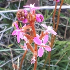 Stylidium graminifolium at Yaouk, NSW - 19 Nov 2023