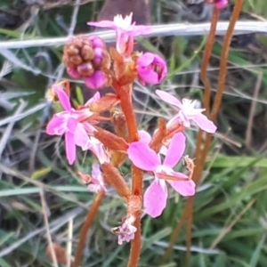 Stylidium graminifolium at Yaouk, NSW - 19 Nov 2023