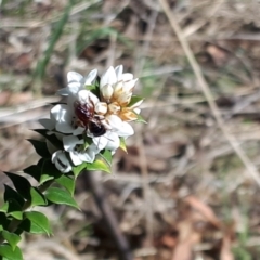 Epacris breviflora at Yaouk, NSW - suppressed