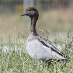 Chenonetta jubata (Australian Wood Duck) at Strathnairn, ACT - 21 Nov 2023 by AlisonMilton