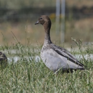 Chenonetta jubata at Strathnairn, ACT - 22 Nov 2023