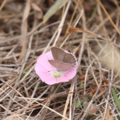 Zizina otis (Common Grass-Blue) at Mulanggari Grasslands - 21 Nov 2023 by HappyWanderer