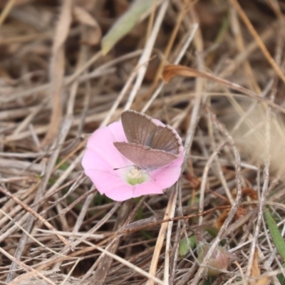 Zizina otis (Common Grass-Blue) at Mulanggari NR (MUL_11) - 21 Nov 2023 by HappyWanderer