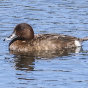 Aythya australis at Strathnairn, ACT - 22 Nov 2023 09:07 AM