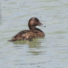 Aythya australis (Hardhead) at Strathnairn, ACT - 21 Nov 2023 by AlisonMilton