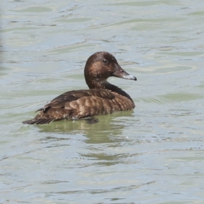 Aythya australis (Hardhead) at Strathnairn, ACT - 22 Nov 2023 by AlisonMilton