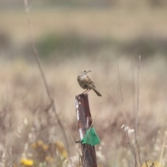 Anthus australis (Australian Pipit) at Mulanggari Grasslands - 21 Nov 2023 by HappyWanderer