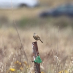 Anthus australis at Mulanggari NR (MUL_11) - 21 Nov 2023 11:40 AM