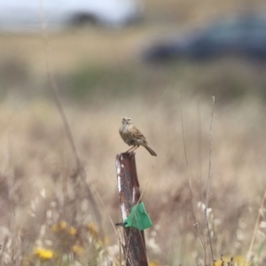 Anthus australis at Mulanggari NR (MUL_11) - 21 Nov 2023 11:40 AM