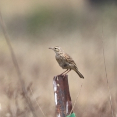 Anthus australis at Mulanggari NR (MUL_11) - 21 Nov 2023 11:40 AM