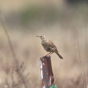 Anthus australis at Mulanggari NR (MUL_11) - 21 Nov 2023 11:40 AM