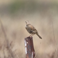 Anthus australis at Mulanggari NR (MUL_11) - 21 Nov 2023 11:40 AM