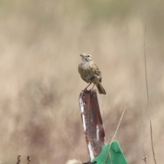 Anthus australis at Mulanggari NR (MUL_11) - 21 Nov 2023 11:40 AM