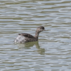 Poliocephalus poliocephalus at Strathnairn, ACT - 22 Nov 2023