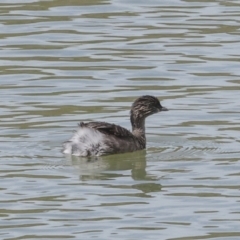 Poliocephalus poliocephalus at Strathnairn, ACT - 22 Nov 2023