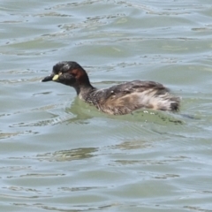 Tachybaptus novaehollandiae (Australasian Grebe) at Strathnairn, ACT - 21 Nov 2023 by AlisonMilton