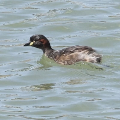 Tachybaptus novaehollandiae (Australasian Grebe) at Strathnairn, ACT - 21 Nov 2023 by AlisonMilton