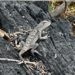 Amphibolurus muricatus at Rendezvous Creek, ACT - 22 Nov 2023 by FeralGhostbat