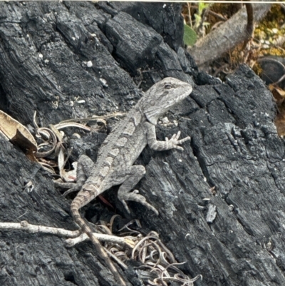 Amphibolurus muricatus at Namadgi National Park - 22 Nov 2023 by FeralGhostbat