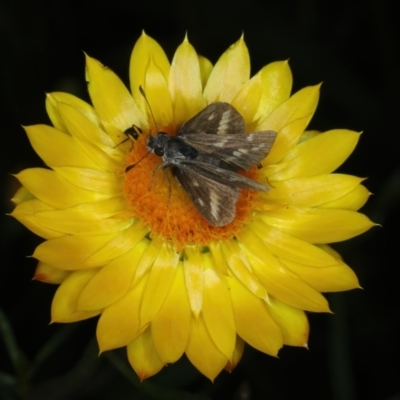 Taractrocera papyria (White-banded Grass-dart) at Mount Ainslie - 30 Dec 2022 by jb2602