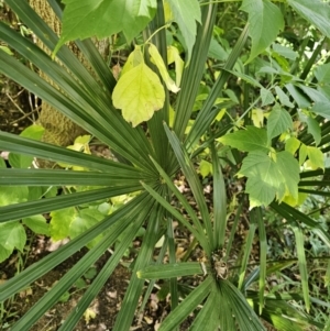 Washingtonia filifera at Lawson, ACT - 22 Nov 2023