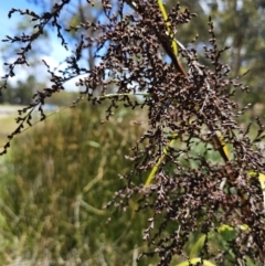 Gahnia aspera at Lawson, ACT - 22 Nov 2023