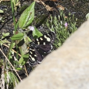 Phalaenoides tristifica at Strathnairn, ACT - 22 Nov 2023