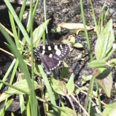 Phalaenoides tristifica at Strathnairn, ACT - 22 Nov 2023