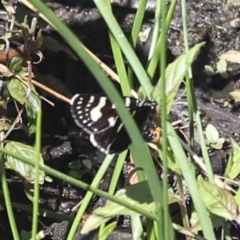 Phalaenoides tristifica at Strathnairn, ACT - 22 Nov 2023