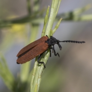 Porrostoma rhipidium at Strathnairn, ACT - 22 Nov 2023