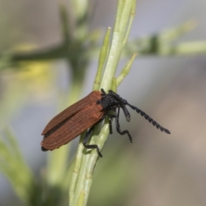 Porrostoma rhipidium at Strathnairn, ACT - 22 Nov 2023