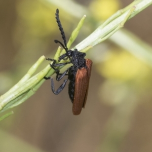 Porrostoma rhipidium at Strathnairn, ACT - 22 Nov 2023