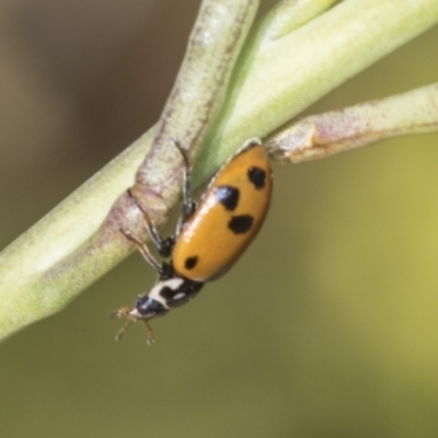 Hippodamia variegata (Spotted Amber Ladybird) at Strathnairn, ACT - 21 Nov 2023 by AlisonMilton