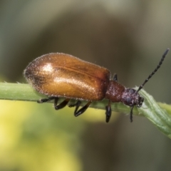 Ecnolagria grandis (Honeybrown beetle) at Strathnairn, ACT - 21 Nov 2023 by AlisonMilton