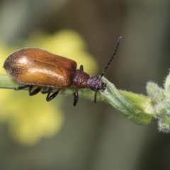 Ecnolagria grandis at Strathnairn, ACT - 22 Nov 2023 10:18 AM