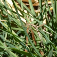 Zaprochilus australis (Twig-mimic katydid) at Mongarlowe River - 18 Oct 2023 by arjay