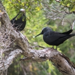 Anous minutus (Black Noddy) at Lord Howe Island - 19 Oct 2023 by Darcy