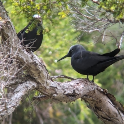 Anous minutus (Black Noddy) at Lord Howe Island - 19 Oct 2023 by Darcy