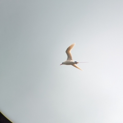Phaethon rubricauda (Red-tailed Tropicbird) at Lord Howe Island - 19 Oct 2023 by Darcy