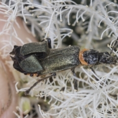 Chauliognathus lugubris (Plague Soldier Beetle) at Strathnairn, ACT - 22 Nov 2023 by AlisonMilton