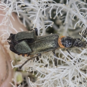 Chauliognathus lugubris at Strathnairn, ACT - 22 Nov 2023