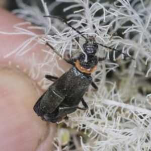 Chauliognathus lugubris at Strathnairn, ACT - 22 Nov 2023