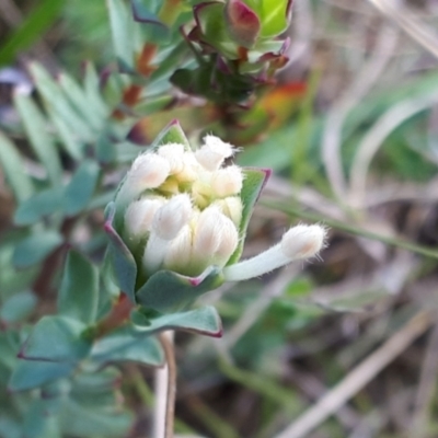Pimelea glauca (Smooth Rice Flower) at Yaouk, NSW - 19 Nov 2023 by JARS
