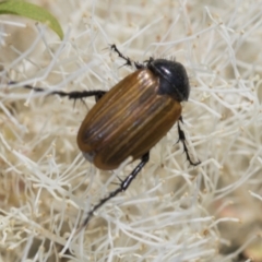 Phyllotocus rufipennis (Nectar scarab) at Strathnairn, ACT - 21 Nov 2023 by AlisonMilton