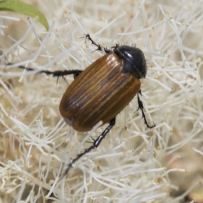 Phyllotocus rufipennis (Nectar scarab) at Strathnairn, ACT - 22 Nov 2023 by AlisonMilton