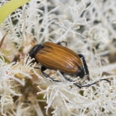 Phyllotocus rufipennis at Strathnairn, ACT - 22 Nov 2023 09:37 AM